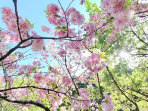 八重桜