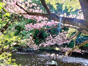 八重桜