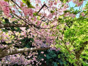 八重桜